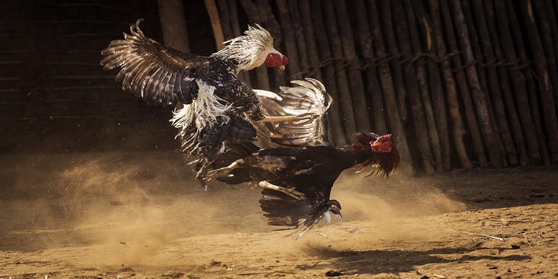 Quy tắc của đá gà Thomo