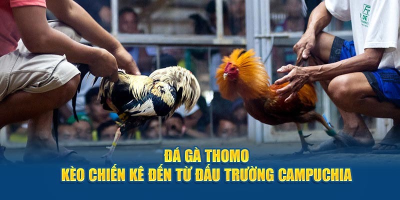 Khái quát bộ môn đá gà Thomo